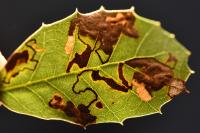 Ectoedemia haraldi/heringella