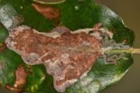 Acrocercops brongniardella