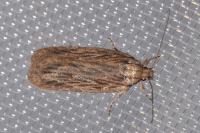 Depressaria daucella