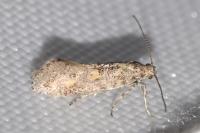 Chrysoesthia atriplicella