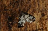 Lomaspilis marginata