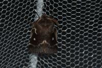 Eriogaster lanestris