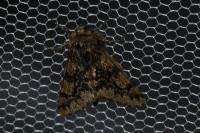 Apocheima hispidaria