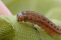 Xestia xanthographa