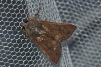 Peridroma saucia