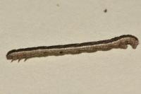 Compsoptera opacaria