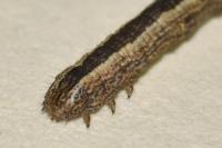 Compsoptera opacaria