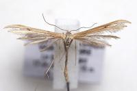 Emmelina monodactyla