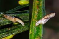 Coleophora calycotomella