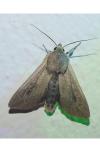 Mythimna unipuncta