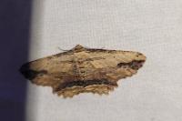 Menophra abruptaria