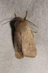 Orthosia cruda