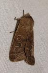Orthosia cerasi