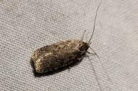 Agonopterix ciliella/heracliana