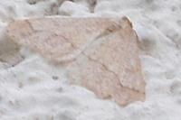 Phigaliohybernia marginaria