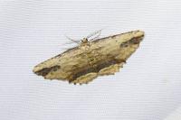 Menophra abruptaria