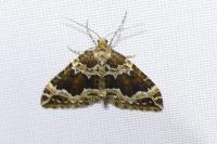 Lampropteryx suffumata