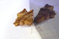 Selenia dentaria