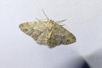 Ectropis crepuscularia