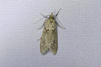 Diurnea fagella