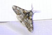 Biston strataria