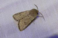 Orthosia cruda