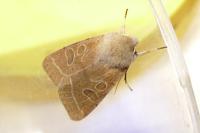 Orthosia cerasi