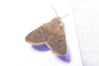 Orthosia cerasi