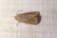 Orthosia cruda