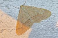 Phigaliohybernia marginaria