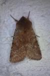Cerastis rubricosa
