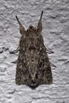 Xylocampa areola
