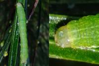 Xestia castanea