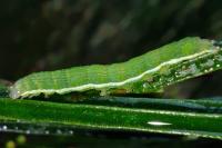 Xestia castanea