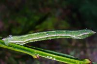 Pseudoterpna
