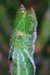 Pseudoterpna