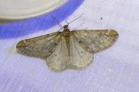 Alsophila aescularia