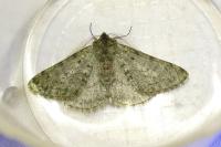 Phigalia pilosaria