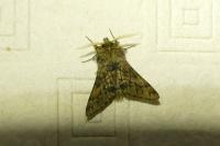 Apocheima hispidaria