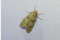 Diurnea fagella