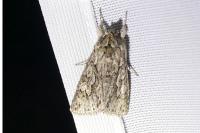 Xylocampa areola