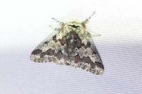 Biston strataria
