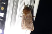 Cerastis rubricosa