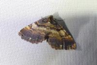 Earophila badiata