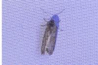 Tortricodes alternella