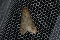 Alsophila aescularia