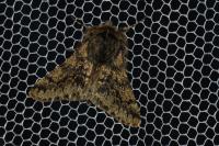 Apocheima hispidaria