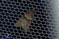 Tortricodes alternella