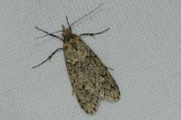 Diurnea fagella