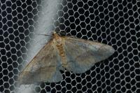 Phigaliohybernia marginaria